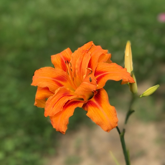 Meet your Posher, Amanda - Picture 1 of 1